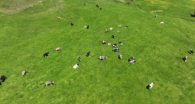 Aerial photo with drone of dairy cows of different breeds on a meadow in bavaria