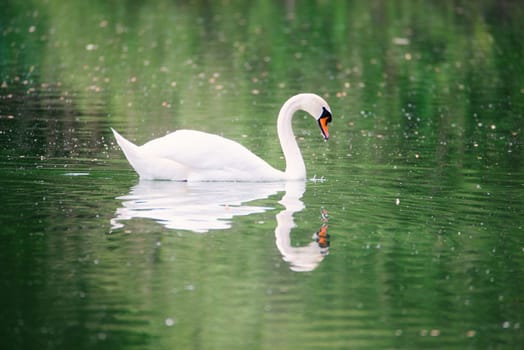 White swan is swimming, Moselle river in Germany, water birds, wildlife animals