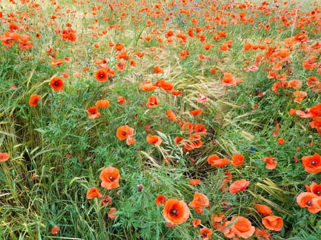 Red corn poppy on the barley field