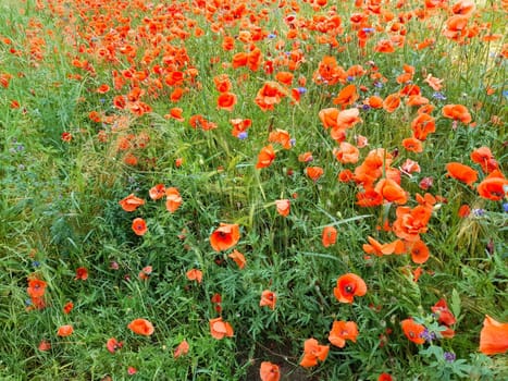 Red corn poppy on the barley field