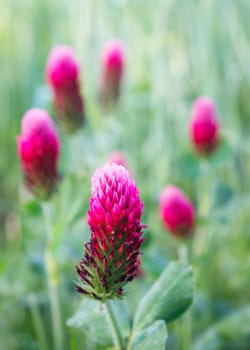 Beautiful meadow, flowering meadow flowers, flowering red clover