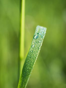 water drops on the green grass
