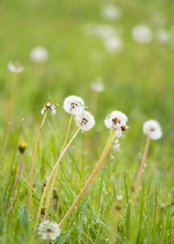 Dandelions on a meadow
