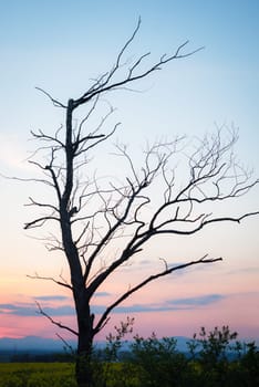 Bare trees against a beautiful sunset. Beautiful landscape.