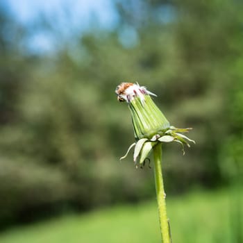 White dandelion bud.