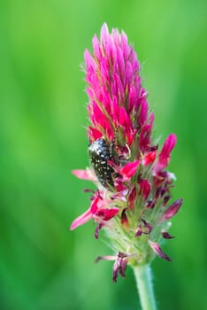 Clover beetle closeup. pink flower with a beetle. Macro of a flower Bud.