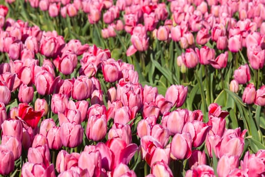 tulip field in the Netherlands - pink tulips