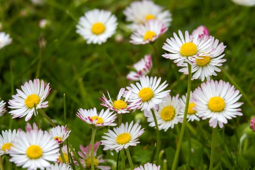 blooming daisies flowers in the garden - close up