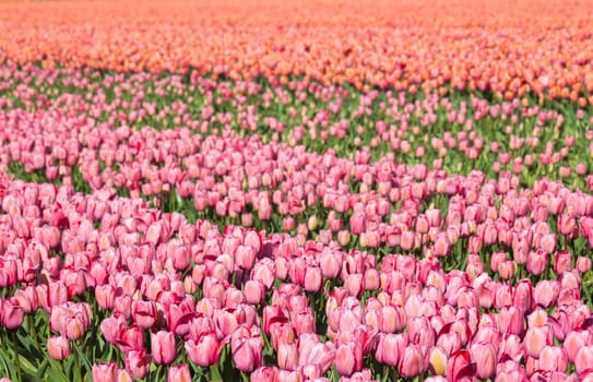 tulip field in the Netherlands - pink and orange tulips