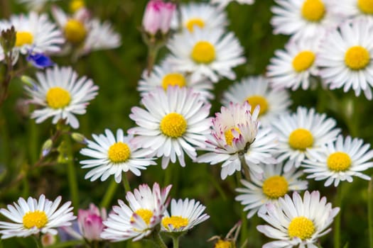 blooming daisies flowers in the garden - close up