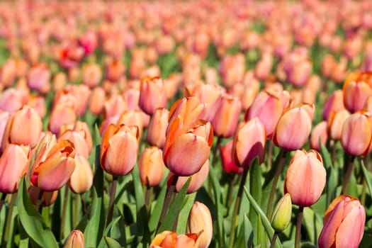 tulip field in the Netherlands - orange tulips