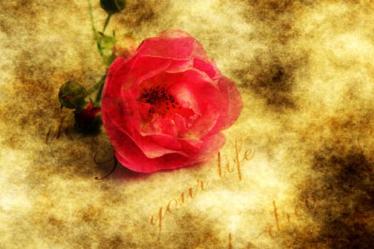 Red rose on grunge background