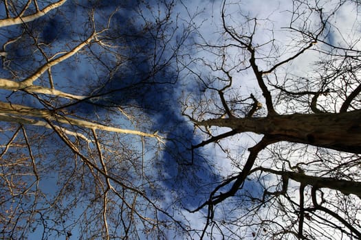 Trees from above