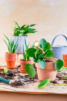Plant propagation and replanting house plant concept with flowerpots, soil and gardening tools