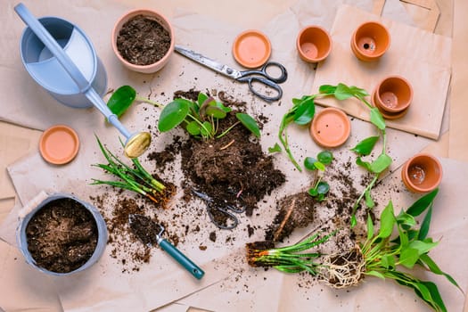 Plant propagation and replanting house plant concept with flowerpots, soil and gardening tools