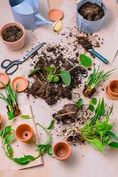 Plant propagation and replanting house plant concept with flowerpots, soil and gardening tools