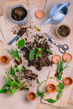 Plant propagation and replanting house plant concept with flowerpots, soil and gardening tools