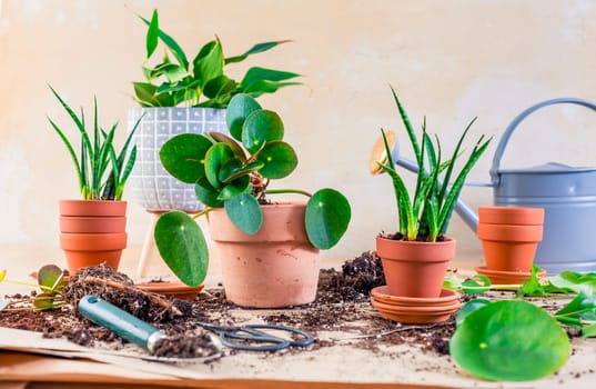 Plant propagation and replanting house plant concept with flowerpots, soil and gardening tools