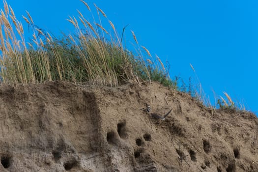 Cliff of Ahrenshoop city on the Baltic Sea peninsula Darss in Germany in summer.