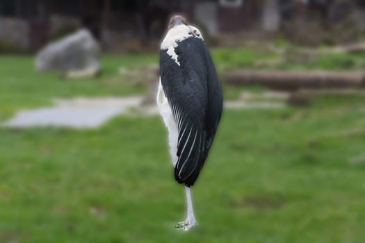 The marabou on a safari in Kenya and Tanzania, Africa against blurred background