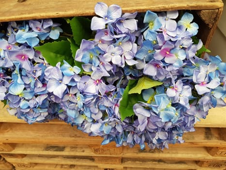Beautiful flowers background. Abstract background of flowers