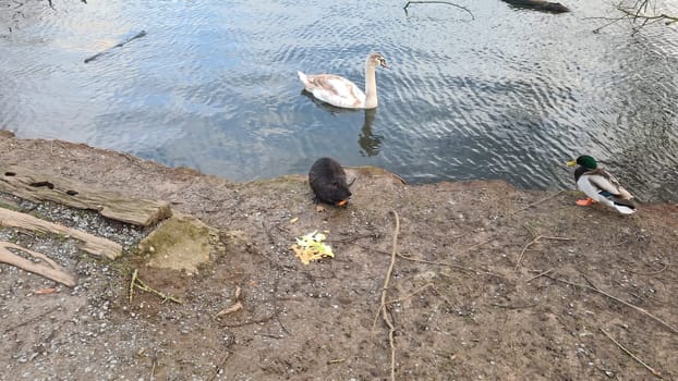 Nutria in river habitat. Coypu, Myocastor coypus, winter mouse with big tooth in snow, near river. Wildlife scene from nature.