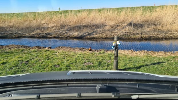 Two pheasants, Phasianus colchicus, stand close together during spring breeding season. Pair of rooster and hen looking at camera from low angle perspective on a sunny day.