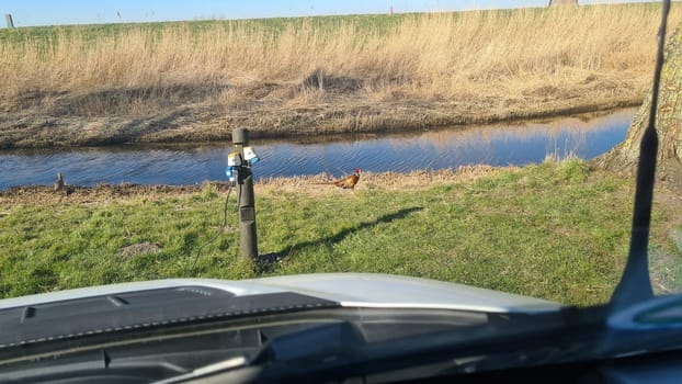 Two pheasants, Phasianus colchicus, stand close together during spring breeding season. Pair of rooster and hen looking at camera from low angle perspective on a sunny day.