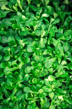 Full frame close up of wet fresh green lamb´s lettuce (valerianella) Valerianella locusta, corn salad