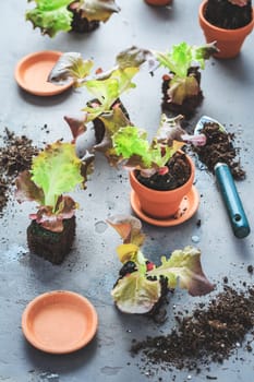 Vegetable propagation and replanting seedling concept with flowerpots, soil and gardening tools