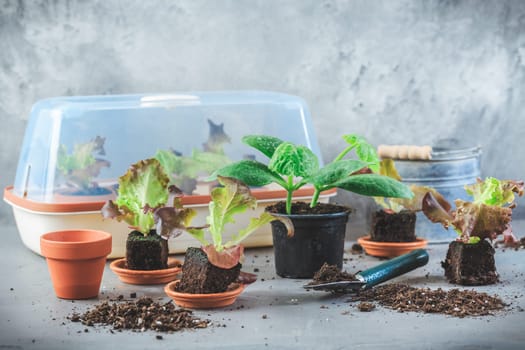 Vegetable propagation and replanting seedling concept with small hothouse, flowerpots, soil and gardening tools