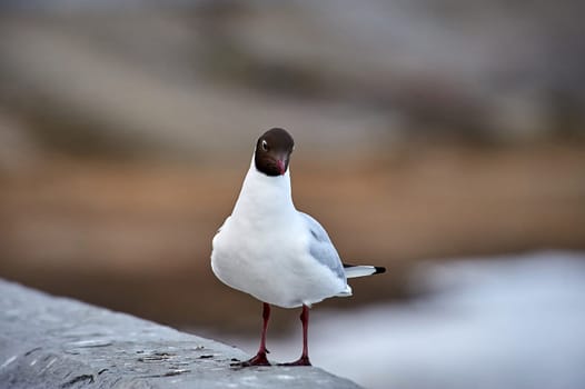 A seagull stands on a gray concrete parapet. High quality photo