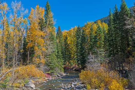 Fall Colors on a Rocky Mountain Stream near Pagosa Springs Colorado