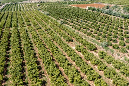 Peach fruit trees in the area of Cabanes Castellon Spain