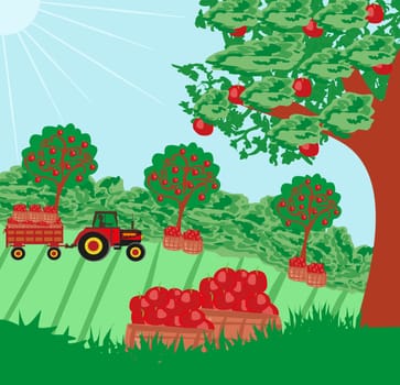 landscape with apple trees and man driving a tractor with a trailer