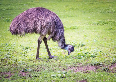 Emu eating grass