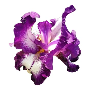 Beautiful graceful iris flower of white and purple color. White background. Isolate. Square image. Stamens and pistils.
