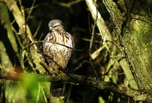Eurasian buzzard in nature sitting on a branch