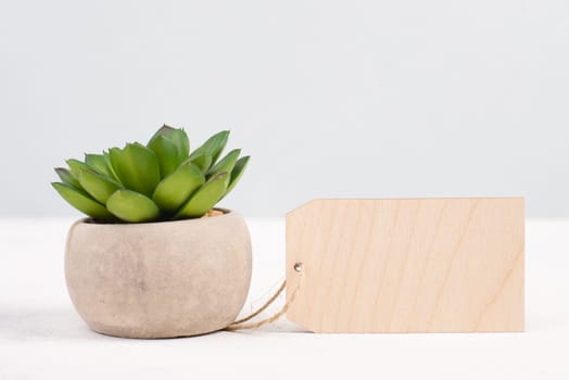 Cactus with an empty tag for text, in a pot on a gray background, minimalistic decoration, plant at the desk, modern home, greeting card