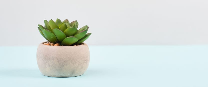Cactus in a pot on a blue and grey background, minimalistic decoration, plant at the desk, copy space for text, modern home