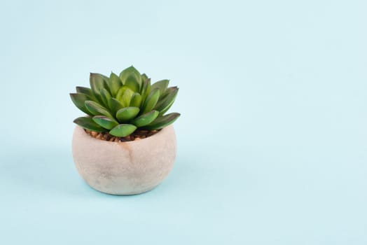 Cactus in a pot on a blue and grey background, minimalistic decoration, plant at the desk, copy space for text, modern home
