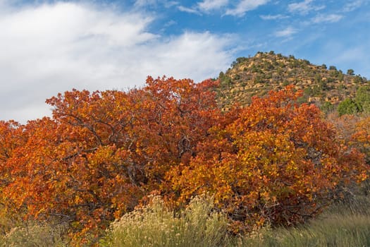 Autumn Colors in the High Desert in Mesa Verde National Park in Colorado