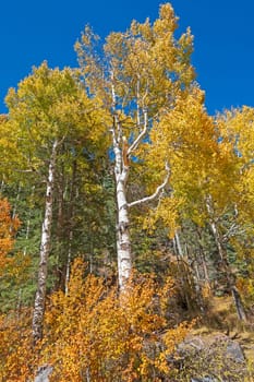 Dramatic Yellow Leaves on an Aspen in Fall near Pagosa Springs, Colorado