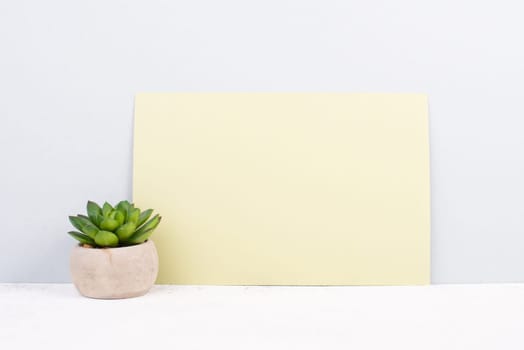 Cactus in a pot on a grey and yellow background, minimalistic decoration, plant at the desk, copy space for text, modern home