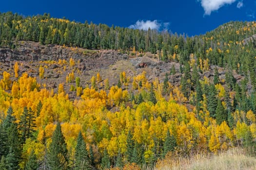 Yellow Aspen in the Fall Making Their Way Up a Rocky Slope Near Piedra, Colorado