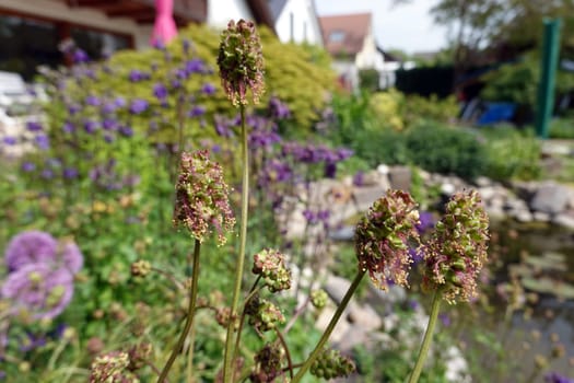Kleiner Wiesenknopf (Poterium sanguisorba, Sanguisorba minor)im naturnahen Garten