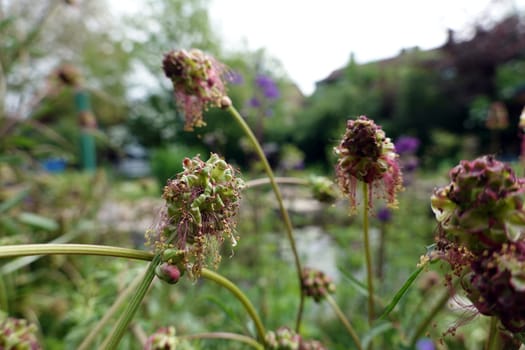 Kleiner Wiesenknopf (Poterium sanguisorba, Sanguisorba minor)im naturnahen Garten