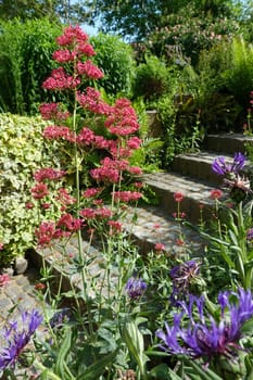 Rote Spornblume - Centranthus ruber, blühende Pflanze im naturnahen Garten