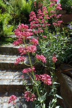 Rote Spornblume - Centranthus ruber, blühende Pflanze im naturnahen Garten
