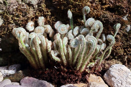 Hirschzunge, Hirschzungenfarn, Hirschzungen-Farn (Asplenium scolopendrium, Phyllitis scolopendrium) - sich aufrollende, noch behaarte Blätter im Frühling, Nordrhein-Westfalen, Deutschland, Weilerswist